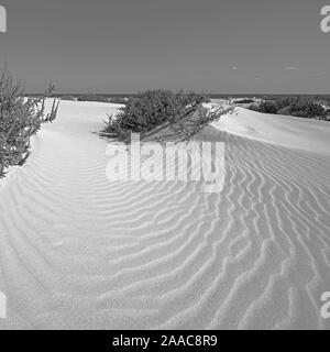 Strände südlich von Corralejo, Fuerteventura, Kanarische Inseln, Spanien, Europa. Stockfoto