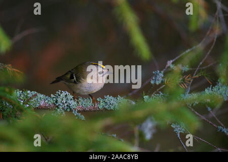 Goldcrest (Regulus in der Brutzeit Regulus), Feder, Europa. Stockfoto