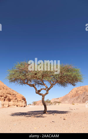 Einsame Akazie in der Wüste Sinai in der Nähe von Dahab, Ägypten Stockfoto