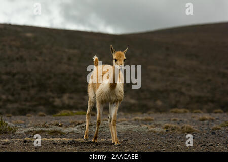 Vicuña Beweidung die spärliche Vegetation in der Chimborazo finden auf 4300 Meter gerade am Fuße des Chimborazo Vulkan in Ecuador. Stockfoto