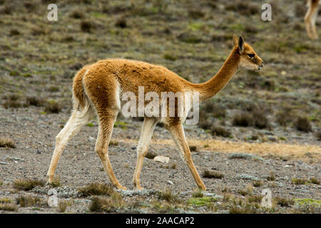 Vicuña Beweidung die spärliche Vegetation in der Chimborazo finden auf 4300 Meter gerade am Fuße des Chimborazo Vulkan in Ecuador. Stockfoto