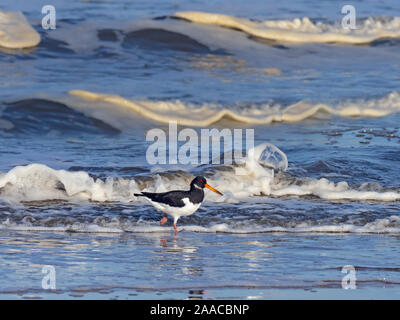 Oyster Catcher Haematopus ostralegus Fütterung auf Strand Titchwell Norfolk Stockfoto