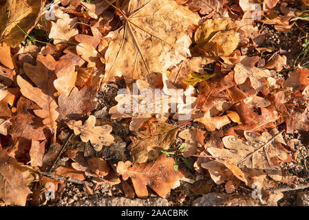 Herbst Eichenlaub Hintergrund Oberfläche zur Festlegung unter die Füße in den tiefen Herbst fallen Stockfoto