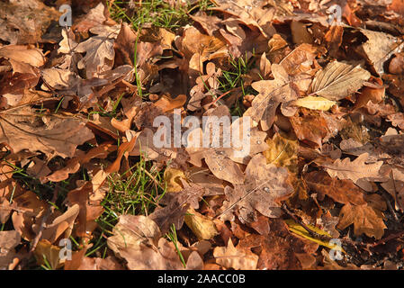 Herbst Eichenlaub Hintergrund Oberfläche zur Festlegung unter die Füße in den tiefen Herbst fallen Stockfoto