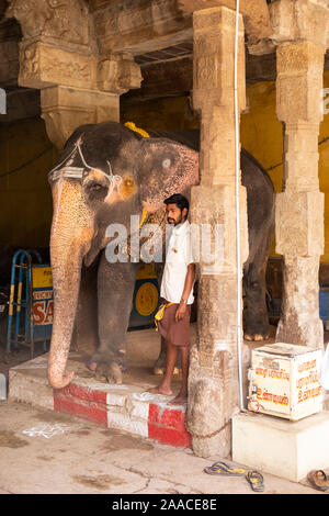 Mahout und Elefant im Rock Fort Tempel in Tiruchirappalli, Tamil Nadu, Indien. Stockfoto