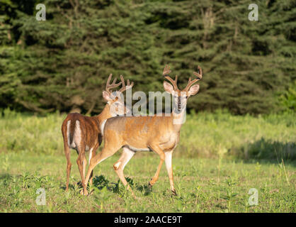 Zwei große männliche Weißwedelhirsche (Odocoileus virginianus) Wandern im Feld Stopp bei Fotografen zu suchen. Stockfoto