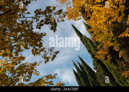 Zweigniederlassungen von Zypressen und Ahornbäume gegen den blauen Himmel. Ansicht von unten Stockfoto