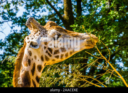 Der Rothschild Giraffe mit seinem Gesicht in Nahaufnahme essen die Blätter von einem Ast, gefährdete Tierart aus Afrika Stockfoto