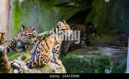 Nahaufnahme von zwei Festland getrübt Leoparden zusammen auf einem Stein saß und ein Fuß im Hintergrund, tropischen wilde Katzen aus dem Himalaya von Asien Stockfoto