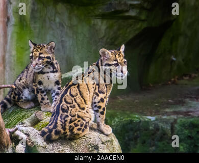 Festland Nebelparder Paar zusammen auf einem Stein saß, tropischen Wild Cat specie aus dem Himalaya von Asien Stockfoto