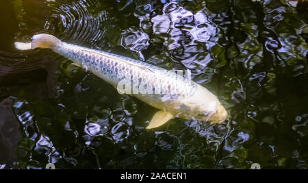 Weiß Karpfen Schwimmen unter Wasser, beliebten Haustiere für die im Teich, Süßwasserfische specie Stockfoto