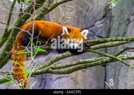 Closeup Portrait von einem Roten Panda auf einem Ast, bezaubernde kleine Panda, gefährdete Tierart aus Asien Stockfoto