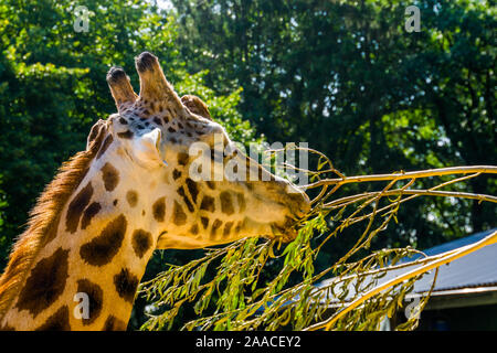 Nahaufnahme des Gesichts des Rothschild Giraffe, tropischen und gefährdete Tierart aus Afrika Stockfoto