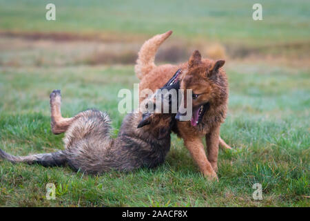 Zwei Hunde spielen, Deutscher Schäferhund Welpen und Alten Deutschen Schäferhund (Westerwälder Kuhhund) Stockfoto