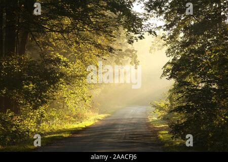 Sonnenlicht in der Laubwald auf einem nebligen Herbstmorgen. Stockfoto