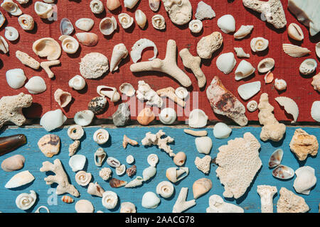 Marine Zusammensetzung mit verschiedenen Muscheln auf bunten Holz- Oberfläche Stockfoto