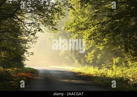 Ländliche Straße durch eine verzauberte Wald an einem nebligen Herbstmorgen. Stockfoto