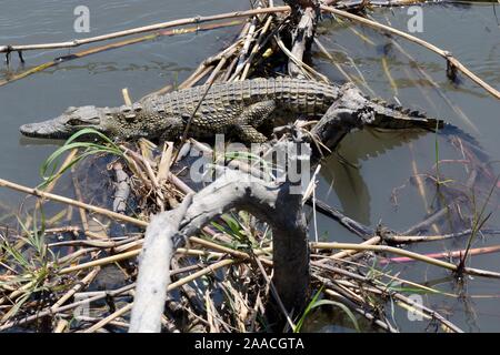 Ein junges Nilkrokodil Crocodylus niloticus, getarnt in verfallenem Holz und Gras Okavango-Delta Botswana Afrika Stockfoto