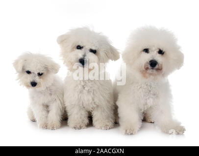 Junge Bichon Akazie vor weißem Hintergrund Stockfoto