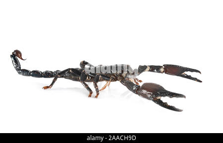 Heterometrus spinifer vor weißem Hintergrund Stockfoto