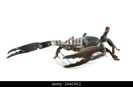 Heterometrus spinifer vor weißem Hintergrund Stockfoto