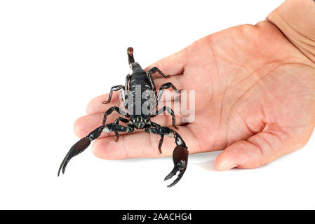 Heterometrus spinifer vor weißem Hintergrund Stockfoto