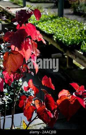 Sonnenlicht beleuchtet die bunten Blätter der Cercis canadensis Östlichen redbud in einer Gärtnerei. Stockfoto