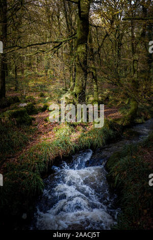 Ein Nebenfluss des Flusses Fowey fließt durch ein herbstliches alten Wald in Cornwall Draynes. Stockfoto