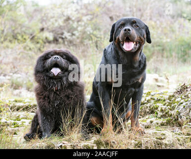 Bild von Rottweiler und Chow Chow in der Natur, im Herbst Stockfoto