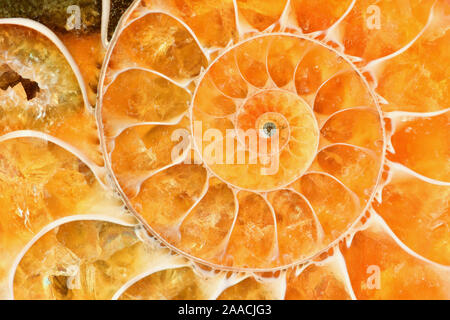 Schöne helle Farbe amber Ammonit Shell. Alte fossile in Makro Nahaufnahme. Stockfoto