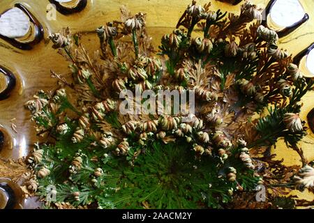 Das Bild zeigt die Rose von Jericho Stockfoto