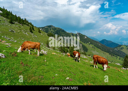 Kühe grasen in Tirol alm Österreich auf die Berge Stockfoto