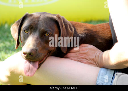 Brauner Labrador auf Frau lap Stockfoto