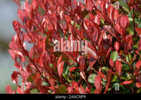 Glanzmispel (Photinia x fraseri 'Little Red Robin') Stockfoto