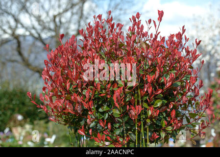 Glanzmispel (Photinia x fraseri 'Little Red Robin') Stockfoto