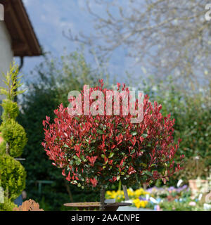 Glanzmispel (Photinia x fraseri 'Little Red Robin') Stockfoto