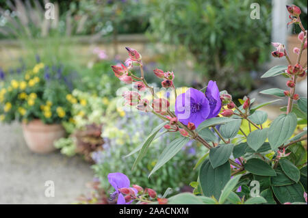 Prinzessinnenblume (Tibouchina urvilleana) Stockfoto