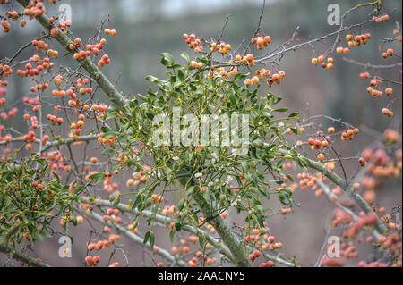 Mistel (Viscum album), Zier-Apfel (Malus 'Professor Sprenger') Stockfoto