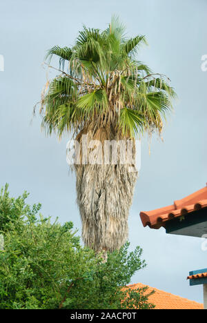 Washingtonpalme Mexikanische (Washingtonia robusta) Stockfoto