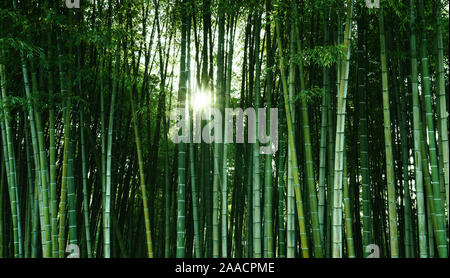 Bambus Wald im Sonnenlicht. Natürlichen ökologischen Material. Wellness Banner, Bildschirmschoner, wallpaper Stockfoto