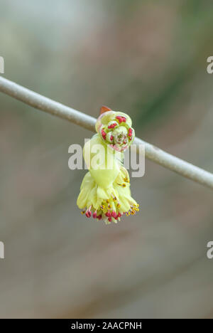 Kahle (Scheinhasel Corylopsis Glabrescens) Stockfoto