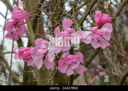 Magnolie (Magnolia sprengeri var. Diva) Stockfoto