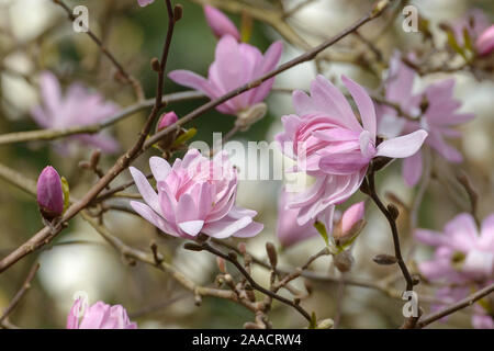 Rosa Stern-Magnolie (Magnolia stellata 'Rosea') Stockfoto