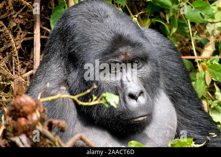 Die gewaltigen Silverback in Bwindi Impenetrable Forest. Stockfoto