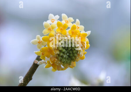 Japanischer Papierbusch (Edgeworthia Chrysantha) Stockfoto