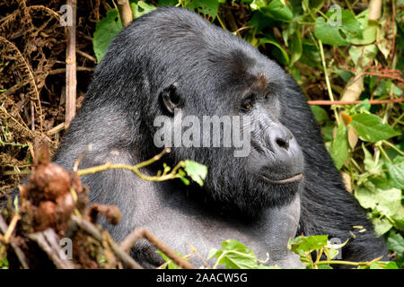 Die gewaltigen Silverback in Bwindi Impenetrable Forest. Stockfoto