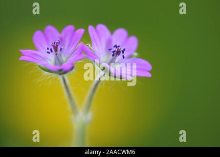 Rote Blume am WEgrand Stockfoto