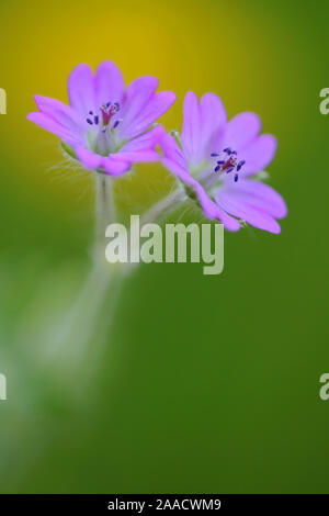 Rote Blume am WEgrand Stockfoto