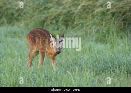 Reh in Wiese am Niederrhein Stockfoto