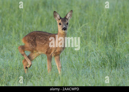 Reh in Wiese am Niederrhein Stockfoto